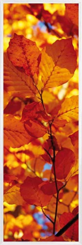 1art1 Bäume Poster Kunstdruck Bild und Kunststoff-Rahmen - Goldenes Herbstlaub (91 x 30cm) von 1art1