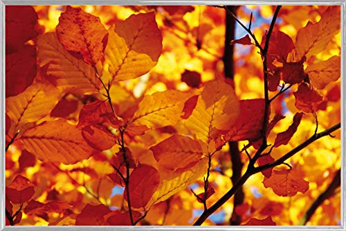 1art1 Bäume Poster Plakat | Bild und Kunststoff-Rahmen - Goldenes Herbstlaub (91 x 61cm) von 1art1