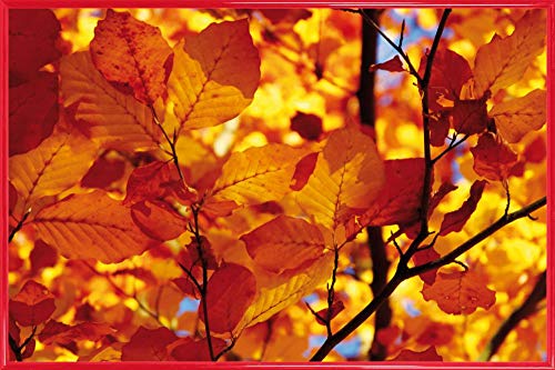 1art1 Bäume Poster Plakat | Bild und Kunststoff-Rahmen - Goldenes Herbstlaub (91 x 61cm) von 1art1