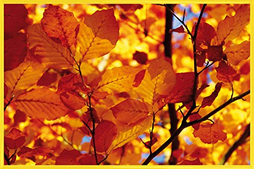 1art1 Bäume Poster Plakat | Bild und Kunststoff-Rahmen - Goldenes Herbstlaub (91 x 61cm) von 1art1