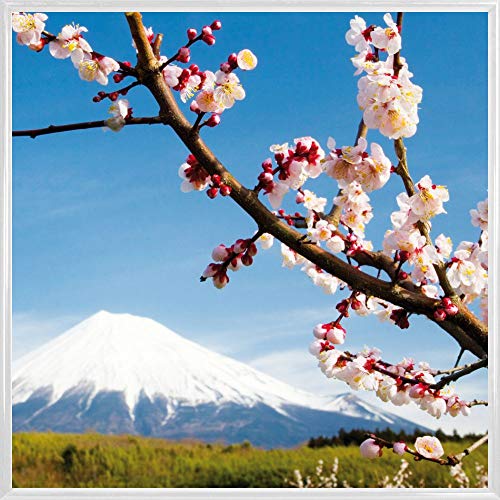 1art1 Berge Poster Kunstdruck Bild und Kunststoff-Rahmen - Fuji Berg, Pflaumenblüten (40 x 40cm) von 1art1