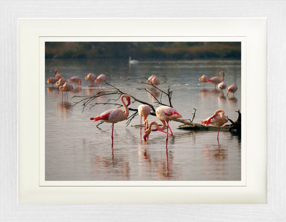 1art1 Bild mit Rahmen Flamingos - Rosa Flamingos In Einem Teich In Der Camargue von 1art1