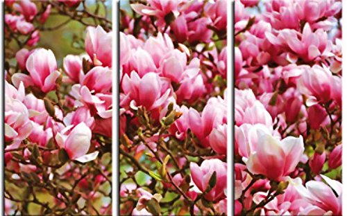 1art1 Blumen Poster Blühende Magnolien, 3-Teilig Bilder Leinwand-Bild Auf Keilrahmen | XXL-Wandbild Poster Kunstdruck Als Leinwandbild 180x120 cm von 1art1