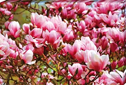1art1 Blumen Poster Blühende Magnolien Bilder Leinwand-Bild Auf Keilrahmen | XXL-Wandbild Poster Kunstdruck Als Leinwandbild 120x80 cm von 1art1