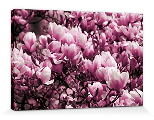 1art1 Blumen Poster Blühende Magnolien Bilder Leinwand-Bild Auf Keilrahmen | XXL-Wandbild Poster Kunstdruck Als Leinwandbild 30x20 cm von 1art1