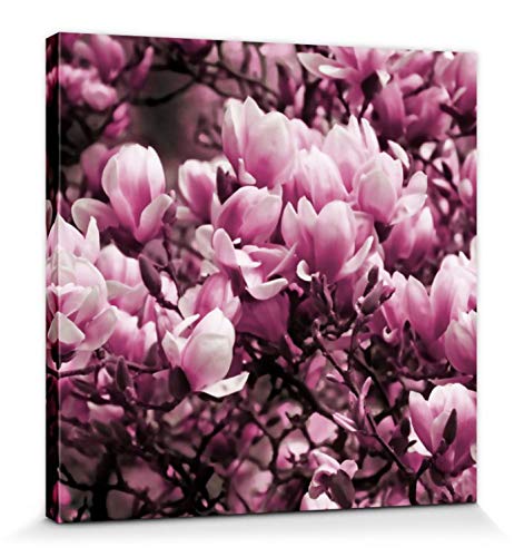 1art1 Blumen Poster Blühende Magnolien Bilder Leinwand-Bild Auf Keilrahmen | XXL-Wandbild Poster Kunstdruck Als Leinwandbild 40x40 cm von 1art1