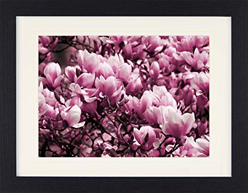 1art1 Blumen Poster Blühende Magnolien Gerahmtes Bild Mit Edlem Passepartout | Wand-Bilder | Im Bilderrahmen 40x30 cm von 1art1