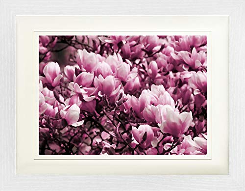 1art1 Blumen Poster Blühende Magnolien Gerahmtes Bild Mit Edlem Passepartout | Wand-Bilder | Im Bilderrahmen 40x30 cm von 1art1