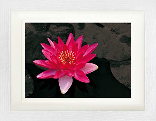 1art1 Blumen Poster Blütenzauber, Rote Seerose Gerahmtes Bild Mit Edlem Passepartout | Wand-Bilder | Im Bilderrahmen 40x30 cm von 1art1
