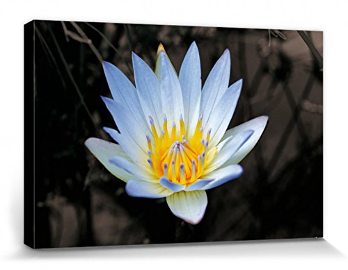 1art1 Blumen Poster Blütenzauber, Weiße Seerose Bilder Leinwand-Bild Auf Keilrahmen | XXL-Wandbild Poster Kunstdruck Als Leinwandbild 30x20 cm von 1art1