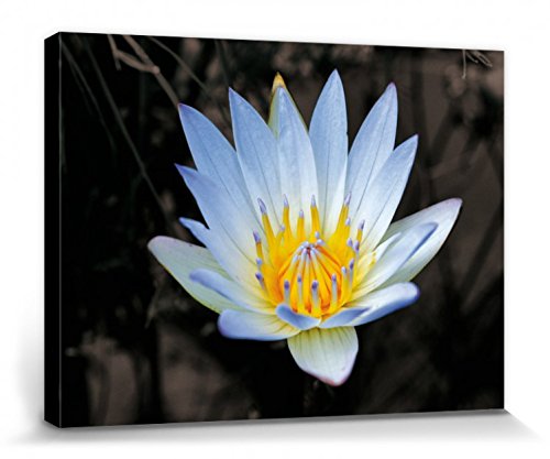 1art1 Blumen Poster Blütenzauber, Weiße Seerose Bilder Leinwand-Bild Auf Keilrahmen | XXL-Wandbild Poster Kunstdruck Als Leinwandbild 40x30 cm von 1art1