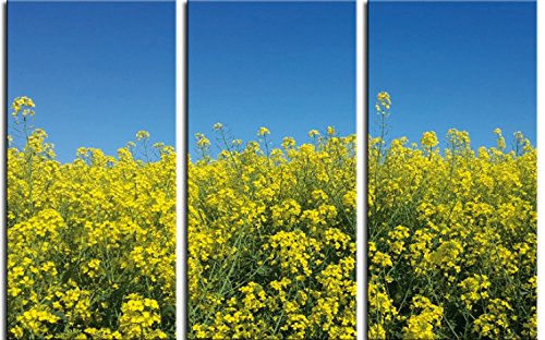 1art1 Blumen Poster Goldenes Rapsfeld Vor Tiefblauem Himmel, 3-Teilig Bilder Leinwand-Bild Auf Keilrahmen | XXL-Wandbild Poster Kunstdruck Als Leinwandbild 180x120 cm von 1art1