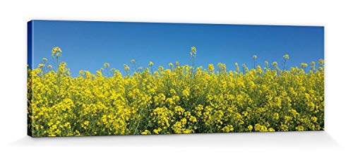 1art1 Blumen Poster Goldenes Rapsfeld Vor Tiefblauem Himmel Bilder Leinwand-Bild Auf Keilrahmen | XXL-Wandbild Poster Kunstdruck Als Leinwandbild 90x30 cm von 1art1