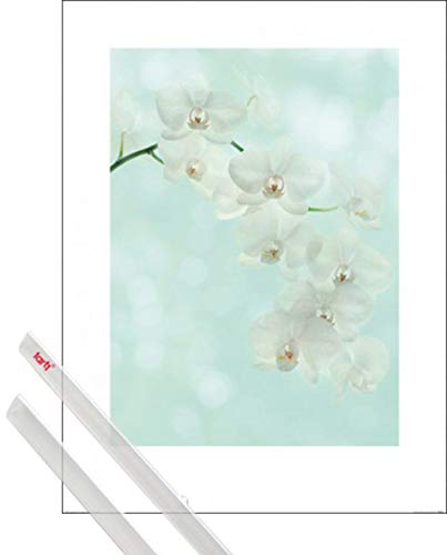 1art1 Blumen Kunstdruck (80x60 cm) Weiße Orchideenblüten, Alyson Fennell + EIN Paar Posterleisten, Transparent von 1art1