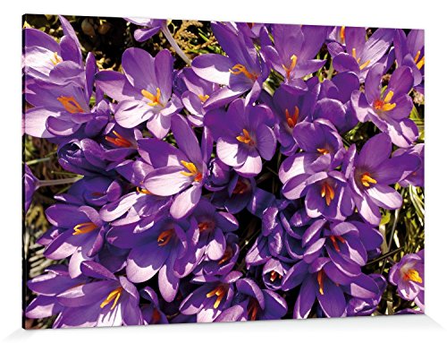 1art1 Blumen Poster Lila Blütenmeer Aus Krokussen Bilder Leinwand-Bild Auf Keilrahmen | XXL-Wandbild Poster Kunstdruck Als Leinwandbild 180x120 cm von 1art1