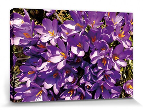 1art1 Blumen Poster Lila Blütenmeer Aus Krokussen Bilder Leinwand-Bild Auf Keilrahmen | XXL-Wandbild Poster Kunstdruck Als Leinwandbild 30x20 cm von 1art1
