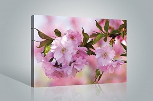 1art1 Blumen Poster Kirschblüten Bilder Leinwand-Bild Auf Keilrahmen | XXL-Wandbild Poster Kunstdruck Als Leinwandbild 120x80 cm 1art1 Blumen Poster Kirschblüten Bilder Leinwand-Bild Auf Keilrahmen | XXL-Wandbild Poster Kunstdruck Als Leinwandbild 120x80 cm von 1art1