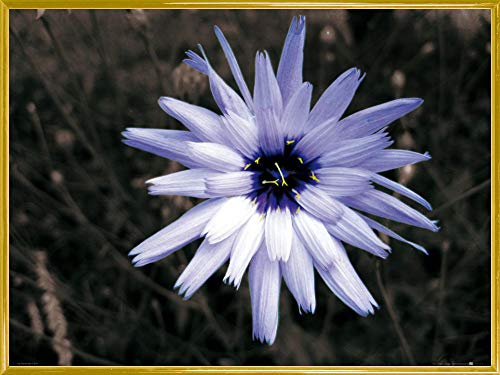 1art1 Blumen Poster Kunstdruck Bild und Kunststoff-Rahmen - Blütenzauber, Hellblaue Zichorie (80 x 60cm) von 1art1