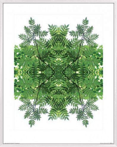 1art1 Blumen Poster Kunstdruck Bild und Kunststoff-Rahmen - Regal Rowan, Alyson Fennell (50 x 40cm) von 1art1