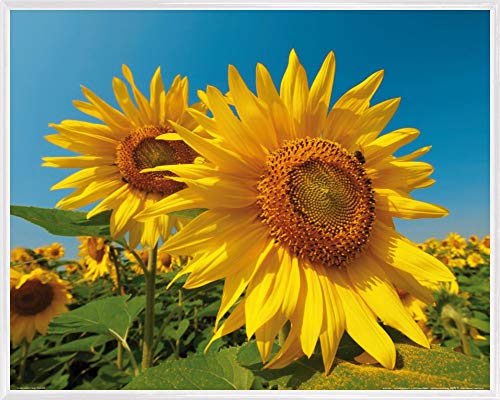 1art1 Blumen Poster Kunstdruck Bild und Kunststoff-Rahmen - Sonnenblumen-Feld (50 x 40cm) von 1art1