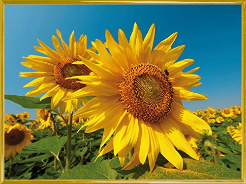 1art1 Blumen Poster Kunstdruck Bild und Kunststoff-Rahmen - Sonnenblumen-Feld (80 x 60cm) von 1art1