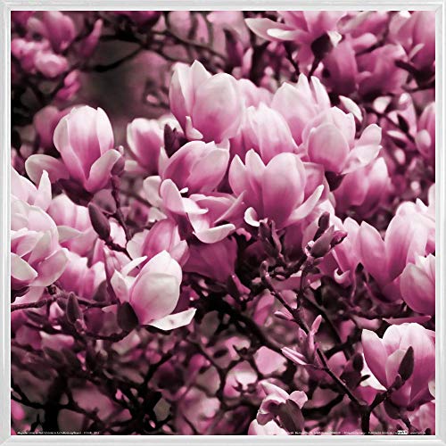 1art1 Blumen Poster Kunstdruck Bild und Kunststoff-Rahmen - Blühende Magnolien (40 x 40cm) von 1art1