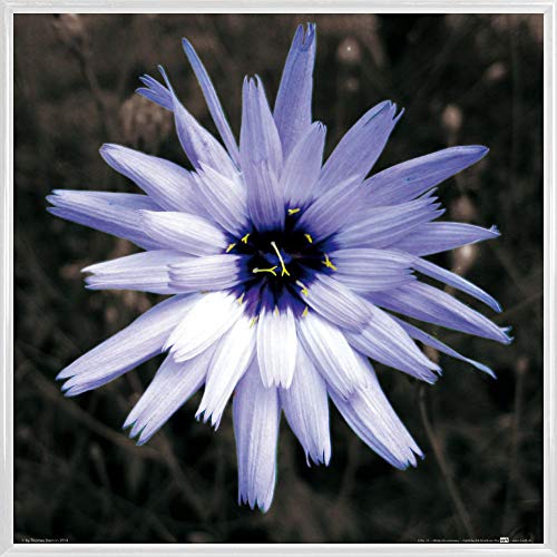 1art1 Blumen Poster Kunstdruck Bild und Kunststoff-Rahmen - Blütenzauber, Hellblaue Zichorie (40 x 40cm) von 1art1