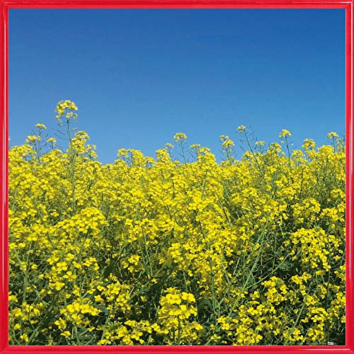 1art1 Blumen Poster Kunstdruck Bild und Kunststoff-Rahmen - Goldenes Rapsfeld Vor Tiefblauem Himmel (40 x 40cm) von 1art1