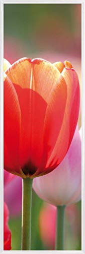 1art1 Blumen Poster Kunstdruck Bild und Kunststoff-Rahmen - Rote Und Rosa Tulpen In Einem Feld (91 x 30cm) von 1art1