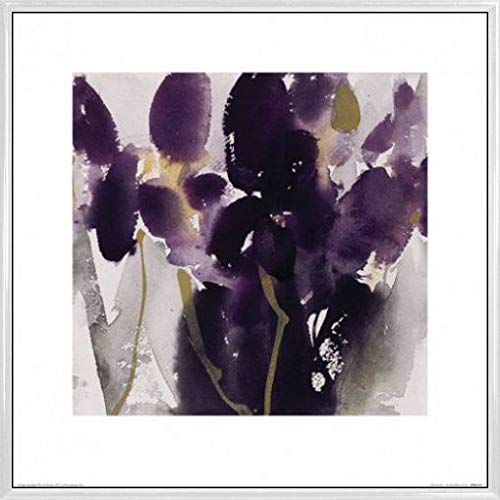 1art1 Blumen Poster Kunstdruck Bild und Kunststoff-Rahmen - Siberian Iris, David Ross (40 x 40cm) von 1art1