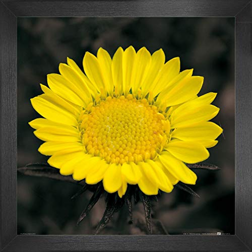 1art1 Blumen Poster Kunstdruck Bild und MDF-Rahmen - Blütenzauber, Goldblume (40 x 40cm) von 1art1