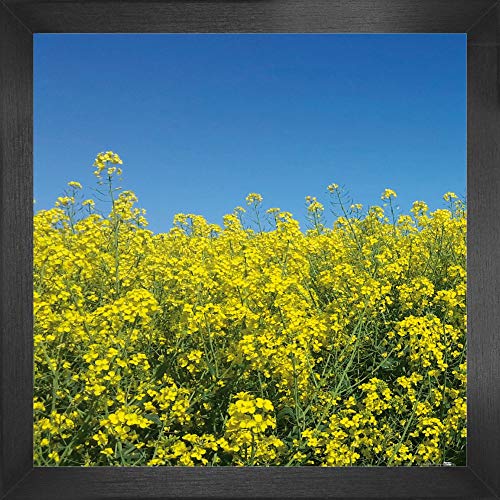 1art1 Blumen Poster Kunstdruck Bild und MDF-Rahmen - Goldenes Rapsfeld Vor Tiefblauem Himmel (40 x 40cm) von 1art1