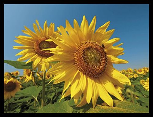 1art1 Blumen Poster Kunstdruck Bild und MDF-Rahmen Schwarz - Sonnenblumen-Feld (80 x 60cm) von 1art1