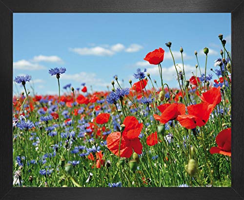 1art1 Blumen Poster Kunstdruck Bild und MDF-Rahmen - Wildblumen-Wiese Mit Mohn- Und Kornblumen (50 x 40cm) von 1art1