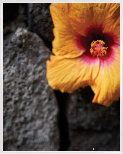 1art1 Blumen Poster Mini-Poster und Kunststoff-Rahmen - Stone Wall (50 x 40cm) von 1art1