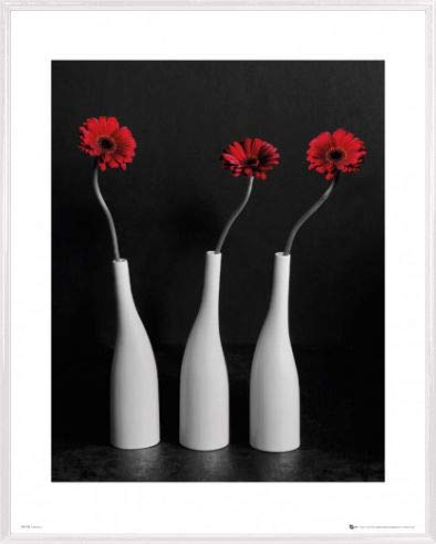 1art1 Blumen Poster Mini-Poster und Kunststoff-Rahmen - Three Gerbera Daisies In Deep Red (50 x 40cm) von 1art1