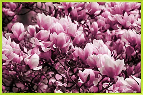 1art1 Blumen Poster Plakat | Bild und Kunststoff-Rahmen - Blühende Magnolien (91 x 61cm) von 1art1