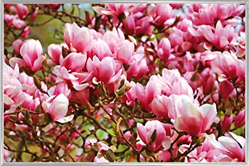 1art1 Blumen Poster Plakat | Bild und Kunststoff-Rahmen - Blühende Magnolien (91 x 61cm) von 1art1