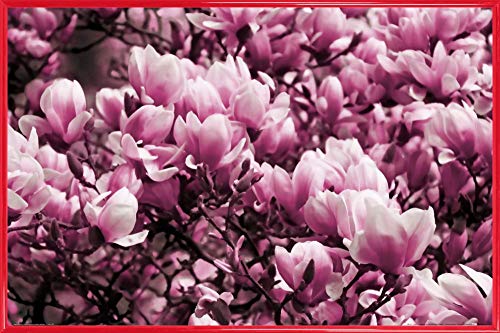 1art1 Blumen Poster Plakat | Bild und Kunststoff-Rahmen - Blühende Magnolien (91 x 61cm) von 1art1