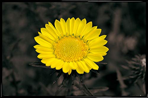 1art1 Blumen Poster Plakat | Bild und Kunststoff-Rahmen - Blütenzauber, Goldblume (91 x 61cm) von 1art1