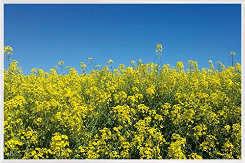 1art1 Blumen Poster Plakat | Bild und Kunststoff-Rahmen - Goldenes Rapsfeld Vor Tiefblauem Himmel (91 x 61cm) von 1art1