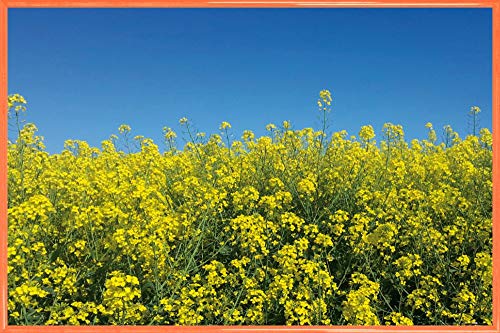 1art1 Blumen Poster Plakat | Bild und Kunststoff-Rahmen - Goldenes Rapsfeld Vor Tiefblauem Himmel (91 x 61cm) von 1art1