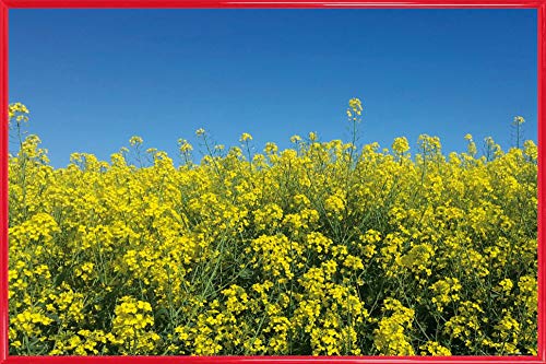 1art1 Blumen Poster Plakat | Bild und Kunststoff-Rahmen - Goldenes Rapsfeld Vor Tiefblauem Himmel (91 x 61cm) von 1art1