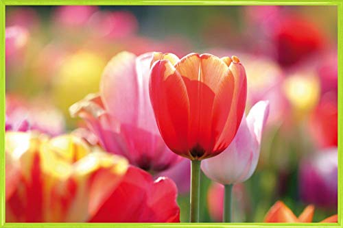 1art1 Blumen Poster Plakat | Bild und Kunststoff-Rahmen - Rote Und Rosa Tulpen In Einem Feld (91 x 61cm) von 1art1