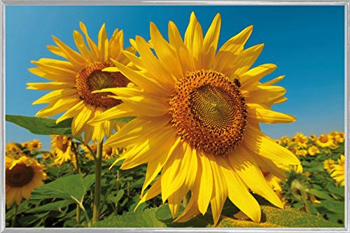 1art1 Blumen Poster Plakat | Bild und Kunststoff-Rahmen - Sonnenblumen-Feld (91 x 61cm) von 1art1