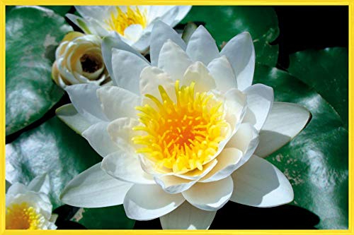 1art1 Blumen Poster Plakat | Bild und Kunststoff-Rahmen - Weiße Seerose Blüte (91 x 61cm) von 1art1