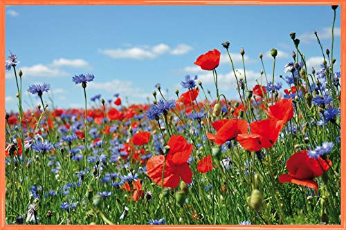 1art1 Blumen Poster Plakat | Bild und Kunststoff-Rahmen - Wildblumen-Wiese Mit Mohn- Und Kornblumen (91 x 61cm) von 1art1