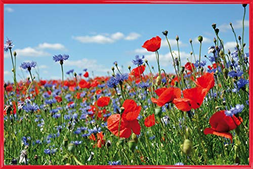 1art1 Blumen Poster Plakat | Bild und Kunststoff-Rahmen - Wildblumen-Wiese Mit Mohn- Und Kornblumen (91 x 61cm) von 1art1