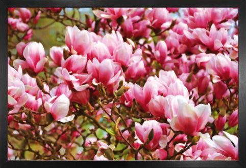 1art1 Blumen Poster Plakat | Bild und MDF-Rahmen - Blühende Magnolien (91 x 61cm) von 1art1