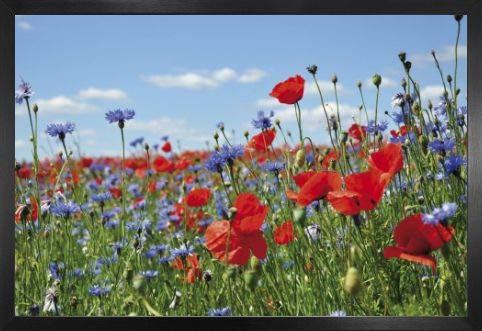 1art1 Blumen Poster Plakat | Bild und MDF-Rahmen - Wildblumen-Wiese Mit Mohn- Und Kornblumen (91 x 61cm) von 1art1